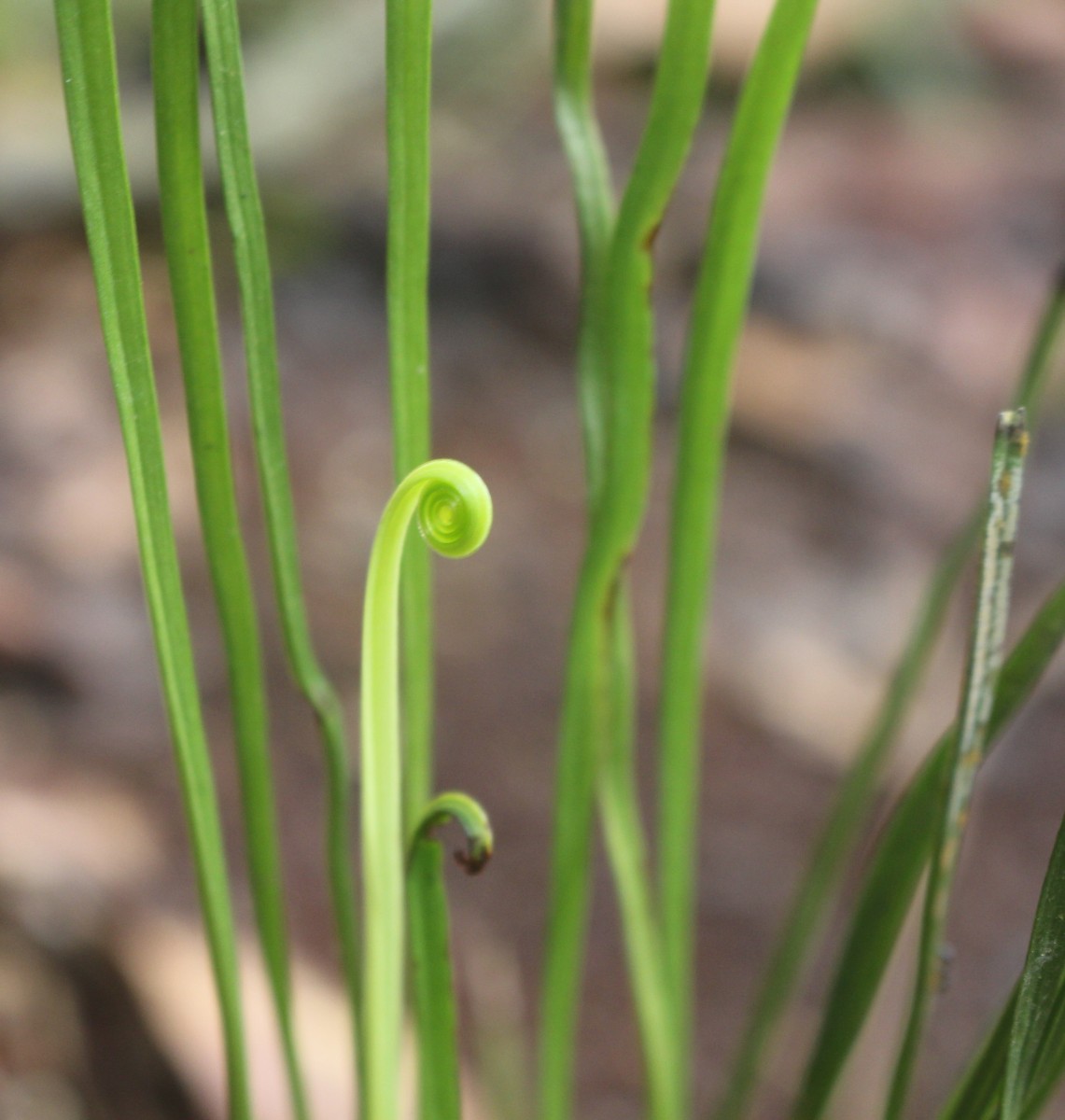 Actinostachys digitata  (L.) Wall.